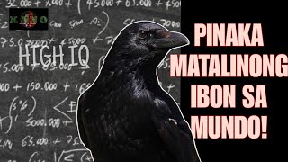 UWAK / CROWS - Ang pinaka matalino at pinaka misteryosong ibon sa buong mundo.