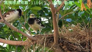 黑領椋鳥育雛