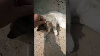 cat body massage|| বিড়ালের গায়ে সুড়সুড়ি  #shorts