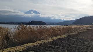 河口湖大石公園からの富士山