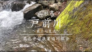 山形県  最上川支流 戸前川〜最北中部漁協〜