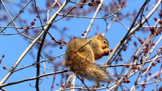 Eastern Fox Squirrel - Sciurus niger