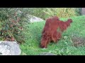 baby sumatran orangutan with mother at chester zoo 25 11 22