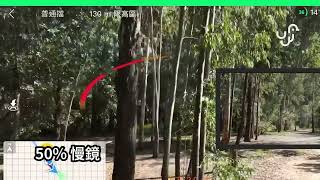 白葵小白の避障功能 東九龍鸚鵡之友