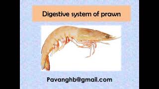 DIGESTIVE SYSTEM OF PRAWN