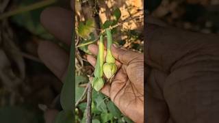 Lavangam Beans|Peratiruchulu|Athakodallavantalu|Clove Beans harvesting|Maa peratithota