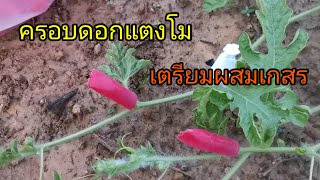 ครอบดอกแตงโมเตรียมผสมเกสร