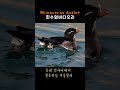 흰수염바다오리 rhinoceros auklet shorts