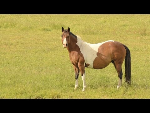 What should I feed a lactating mare?