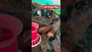 #Sonali birds sale  Sonali murgi business #Aleeshafarm #Sonali chicken farming ￼