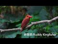 赤翡翠 ruddy kingfisher