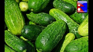 हरियो काक्रोको छिट्टो मिठो अनि स्वादिस्ट अचार-Instant Nepali Cucumber Pickle- Kakro Ko Achar Nepali