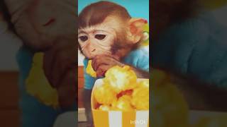 Monkey Baby Bon Bon oes to the toiletand plays with Ducklings in the swimmingpool#shortvideo