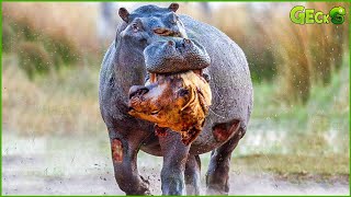 35 Moments Confronting A Hippo You Don't Watch Alone | Animal Fight