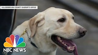 Former Veteran Dog Now Helps Florida Officers Deal With Stress And Trauma