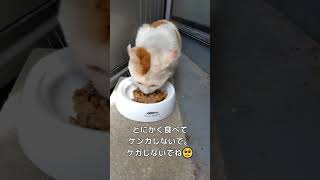 作ってみました！倉庫猫部屋🏠🐈飼い主のいない猫問題を、優しい気持ちで解決することを目指します🍀【犬猫殺処分率ワースト(2020年度)の長崎県で殺処分ゼロを目指すチャンネル】