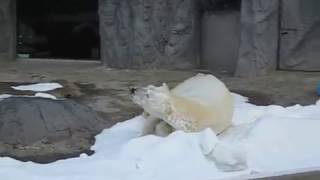 20110307　雪の上のホッキョクグマ「ピリカ」｜旭川市旭山動物園