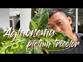 Aglaonema pictum tricolor care and propagation