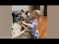 great danes prove they’re the best big brothers