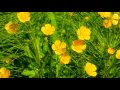 4k flowers nature relaxation video nice scenes of nature video trailer 28