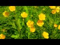 4k flowers nature relaxation video nice scenes of nature video trailer 28