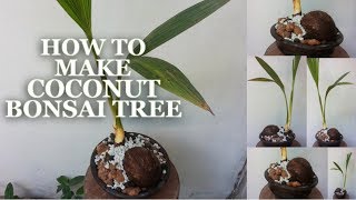 How To Make Coconut Bonsai Tree | Coconut Bonsai Growing Tips | How to Make Coco Bonsai | GREENPLANT How To Make Coconut Bonsai Tree | Coconut Bonsai Growing Tips | How to Make Coco Bonsai | GREENPLANT