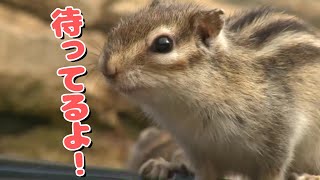 かわいいリスと触れ合える「リスの森」が今季もオープン　シマリスとエゾリス200匹を飼育　岐阜県高山市 (24/03/16 17:57)