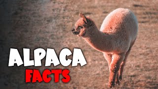 What are Alpacas? | Alpaca | Habitat | Diet | Lifespan \u0026 Facts | Animal Facts