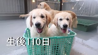 アイン村　チロの子生後110日目(Golden Retriever Puppies)