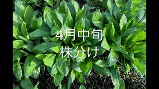 種付きの行者にんにくを防草シートに植えて７年目