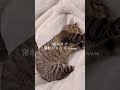 すごい体勢でふみふみするキジトラ猫 猫 保護猫 キジトラ キジトラ猫 ねこのいる生活 ねこのいる暮らし cat cats catlover catshorts