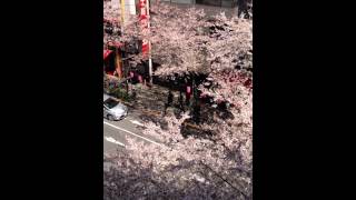 Nakano Sakura