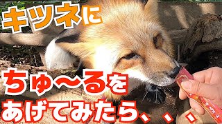 【検証】イヌ科のキツネにちゅ～るをあげてみたらちゅ〜るするのか？！I gave the churu to the fox