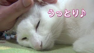 耳マッサージにうっとり♪ 白猫ユキ Cat is enchanted by massage of ear