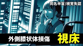 【☑︎脳卒中 視野障害】外側膝状体の機能/視覚失認/同名半盲 リハビリ 脳梗塞