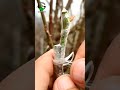 rose plant grafting techniques 🌹 care of roses plantpropagation treegrafting gardening