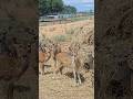 Exotic Resort Zoo in Johnson City, Texas.   #usa #cutedeer #animals #texas  #wildlife #drivethrough