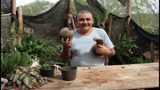 Tirando a Fibra do Coco Para Fazer Substrato - Coco Seco