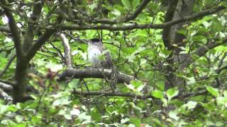 Blackcap singing - Mönchsgrasmücke (Sylvia atricapilla)