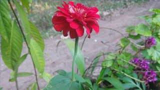 Perennial Zinnia Plantcare in malayalam /സീനിയ പരിചരണവും നടീൽ രീതിയും.