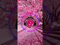 桜（sakura）癒しbgm／桜舞う shorts