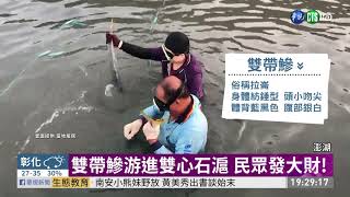 雙帶鰺游進雙心石滬 民眾發大財! | 華視新聞 20190713