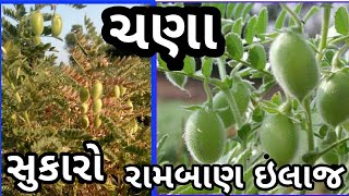 ચણા માં આવતો સુકારો અને રોગ જીવાત માં આ દવા નો સટકાવ કરવા થી થશે સફાયો. chana Ni kheti mahiti Mobile