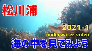 松川浦、2021年1月の冬の海の中はどうなっているか、水中映像を皆さんとみていきましょう！It is an underwater image in the cold sea of January