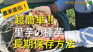 【保存版】里芋の育て方　超簡単！里芋の種芋の保存方法【有機農家直伝！無農薬で育てる家庭菜園】　21/11/6