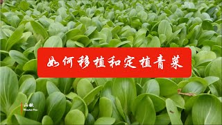 如何移植和定植青菜 (第15期) How to transplant Chinese greens (Ep15)