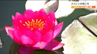 「きれいな花を見ると気持ちが明るくなる」初夏の水辺を彩る“スイレン”見ごろ　宮城・川崎町