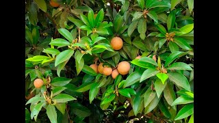 sapota fruit plants || సపోటా తోట