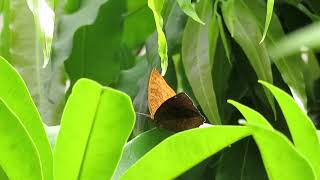 Common Castor Butterfly in our garden