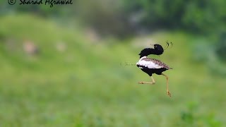 Lesser florican